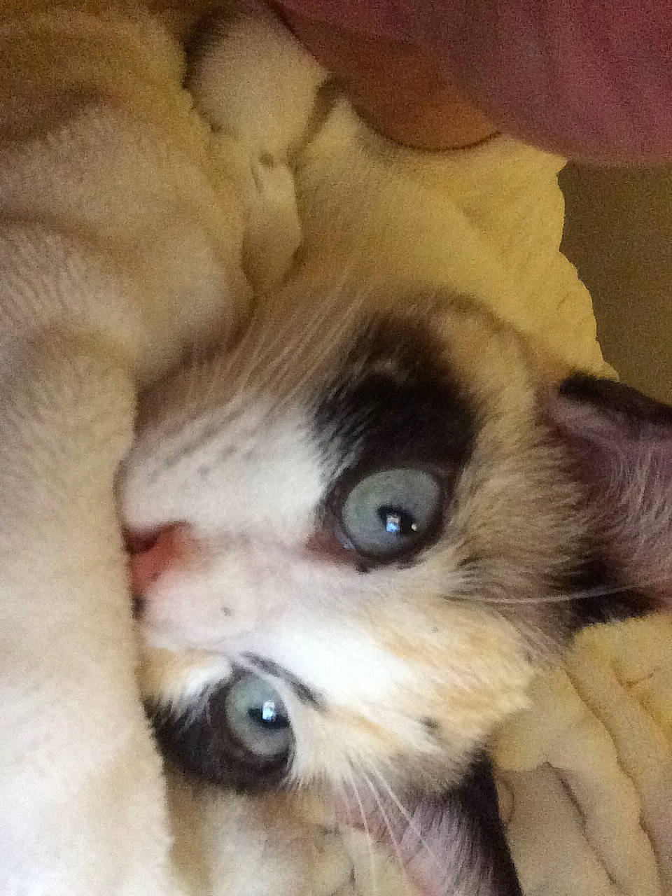 Charlotte a rejoint le concours — aidez-le/la à gagner de superbes lots ! canidae, carnivore, companion_dog, dog, dog_breed, ear, eye, eyelash, fawn, felidae, fur, head, iris, liver, small_to_medium_sized_cats, snout, sporting_group, toy_dog, whiskers, working_animal