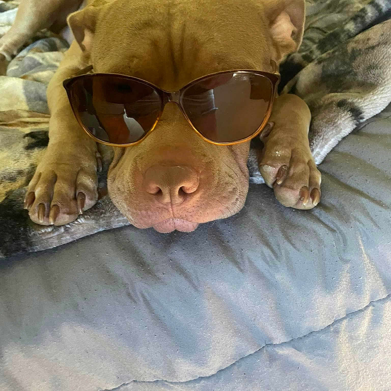 Holly is registered to the contest to win money with this photo: canidae, carnivore, comfort, companion_dog, dog, dog_breed, eyewear, fawn, glasses, goggles, nose, personal_protective_equipment, snout, sporting_group, sunglasses, toy_dog, vision_care, whiskers, working_animal, wrinkle