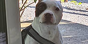 Saphir a rejoint le concours — aidez-le/la à gagner de superbes lots ! dog, white_dog, black_patch, harness, outdoor, gravel, sunlight, tree, greenery, doorframe, pet, animal, standing, daylight, shadow, curious, canine, nature, yard, waiting