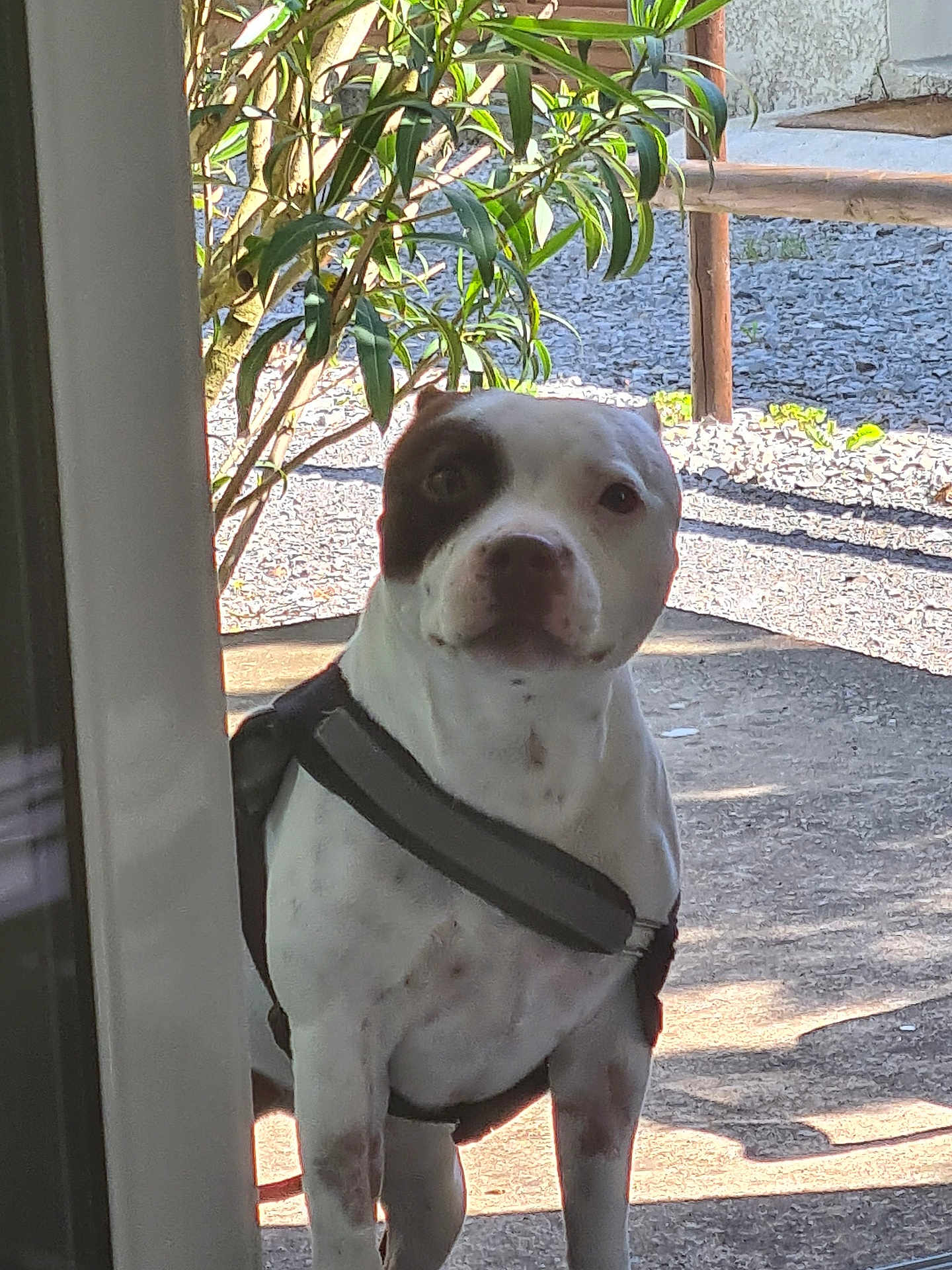 Saphir a rejoint le concours — aidez-le/la à gagner de superbes lots ! dog, white_dog, black_patch, harness, outdoor, gravel, sunlight, tree, greenery, doorframe, pet, animal, standing, daylight, shadow, curious, canine, nature, yard, waiting
