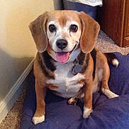 Foxy is registered to the contest to win money with this photo: