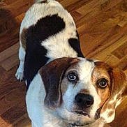 Barnaby is registered to the contest to win money with this photo: