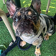 Ulysse participe au concours pour gagner de l'argent avec cette photo : dog, french_bulldog, pet, harness, leash, grass, outdoor, animal, cute, ears, face, paw, sitting, brown, black, tan, canine, table, chair, daylight