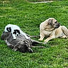 animal, black_and_white_cat, cat, companion, cute, dog, friendship, fur, grass, gray_dog, mammal, nature, outdoor, peaceful, pet, playing, relaxing, resting, sleeping, tan_dog