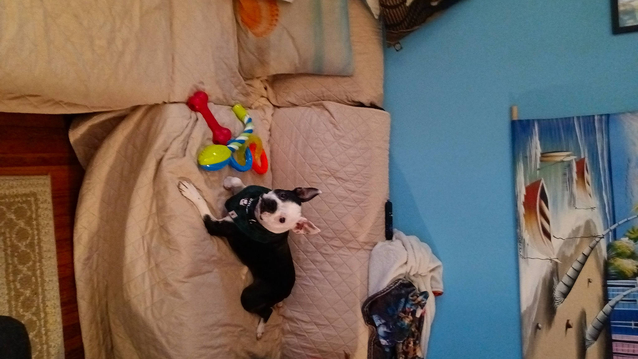 Jax joined the competition — help win amazing prizes! art, carnivore, comfort, companion_dog, dog_breed, dog_supply, fawn, felidae, fur, linens, pet_supply, room, small_to_medium_sized_cats, sporting_group, stuffed_toy, t_shirt, tail, textile, visual_arts, wood