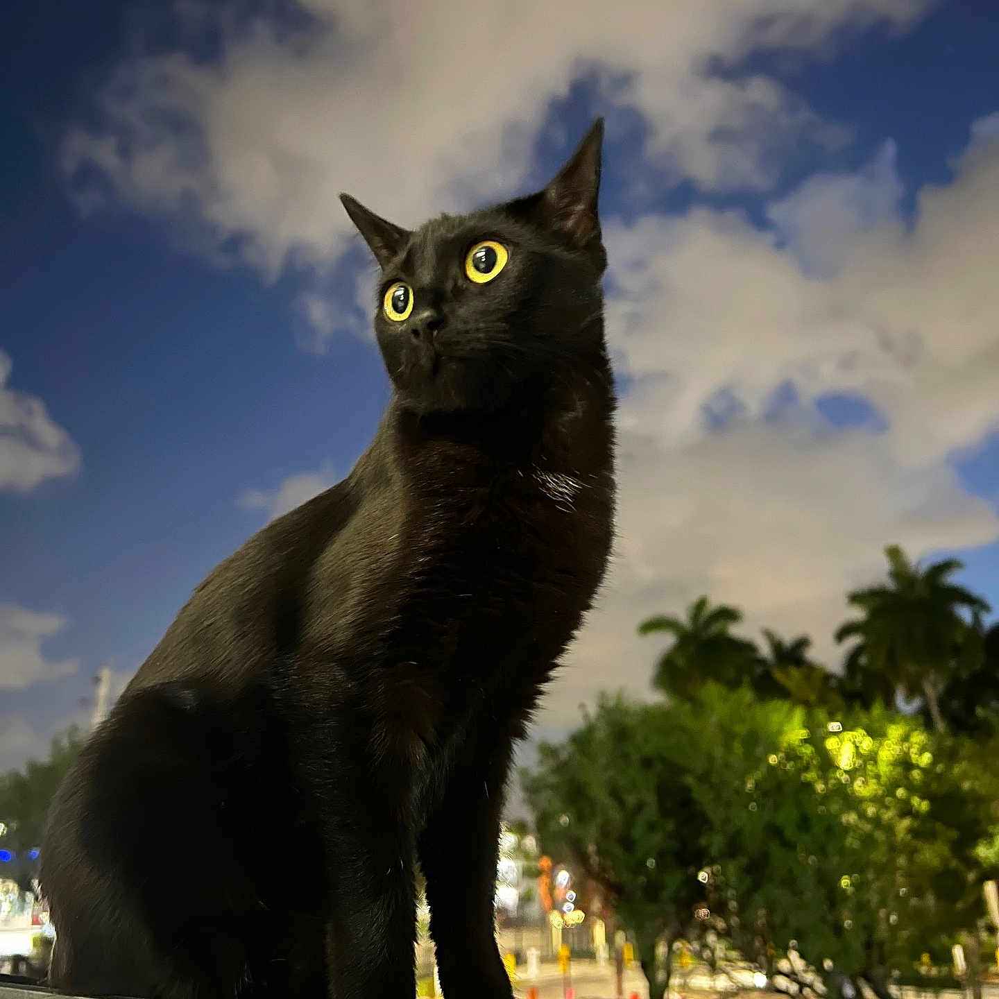 Kitty joined the competition — help win amazing prizes! abyssinian, animal, blackcat, car, cat, kitten, manx, person, pet, silhouette, transportation, vehicle