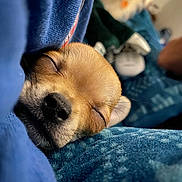 Maddie is registered to the contest to win money with this photo: animal, blanket, blurred_background, close_up, cozy, cute, dog, fur, indoor, nose, peaceful, pet, puppy, relaxation, resting, sleeping, snuggle, soft_texture, warm, whiskers