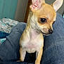 animal, bed, bedroom, canine, chihuahua, clothing, cushion, dog, furniture, homedecor, indoors, jeans, pants, pet, puppy, room