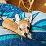 Maddie joined the competition — help win amazing prizes! animal, blanket, brown, chihuahua, cozy, curious, cute, dog, ears, floor, fur, home, indoor, lying_down, pet, puppy, resting, small_dog, tan, wooden_chair