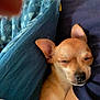 Maddie joined the competition — help win amazing prizes! blanket, brown, closed_eyes, closeup, comfort, cozy, cute, dog, ears, fur, human_arm, indoor, nap, pet, relaxation, resting, sleeping, small_dog, snuggling, soft