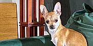 Maddie joined the competition — help win amazing prizes! animal_portrait, chew_toy, chihuahua, companion, couch, cozy, curious, cute, dog, domestic_animal, furniture, green_couch, home, indoor, lamp_stand, pet, sitting, small_dog, tan_dog, wooden_furniture