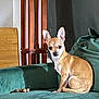 animal_portrait, chew_toy, chihuahua, companion, couch, cozy, curious, cute, dog, domestic_animal, furniture, green_couch, home, indoor, lamp_stand, pet, sitting, small_dog, tan_dog, wooden_furniture