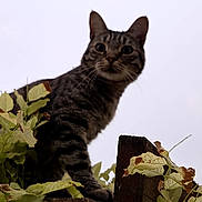 Grizzly participe au concours pour gagner de l'argent avec cette photo : cat, tabby_cat, pet, animal, feline, whiskers, ears, eyes, striped_fur, sitting, outdoor, garden, leaves, foliage, wood, fence, portrait, close_up, curious, nature