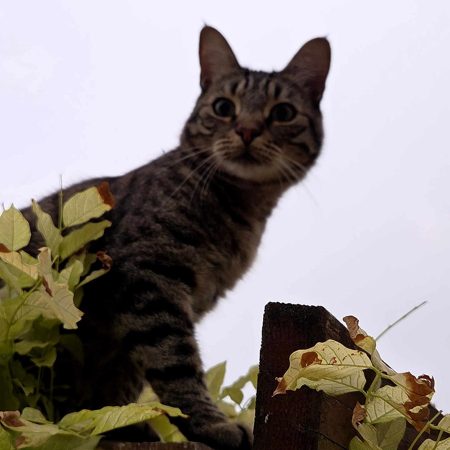 Grizzly participe au concours pour gagner de l'argent avec cette photo : cat, tabby_cat, pet, animal, feline, whiskers, ears, eyes, striped_fur, sitting, outdoor, garden, leaves, foliage, wood, fence, portrait, close_up, curious, nature