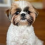 Una participe au concours pour gagner de l'argent avec cette photo : dog, puppy, shih_tzu, fluffy, cute, pet, indoor, brown, white, fur, face, eyes, nose, closeup, portrait, animal, adorable, young, small, companion