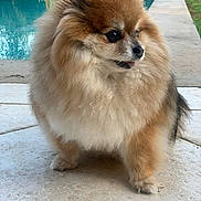 Naya participe au concours pour gagner de l'argent avec cette photo : dog, pomeranian, fluffy, outdoor, pool, patio, fur, pet, animal, small_dog, cute, tongue_out, side_view, walking, nature, grass, stone_floor, summer, daytime, companion