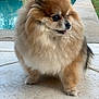 dog, pomeranian, fluffy, outdoor, pool, patio, fur, pet, animal, small_dog, cute, tongue_out, side_view, walking, nature, grass, stone_floor, summer, daytime, companion
