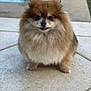 dog, pomeranian, fluffy, pet, animal, cute, small_dog, fur, outdoor, tile_floor, pool, smiling, face, eyes, sitting, friendly, brown, white, adorable, portrait