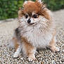 dog, pomeranian, fluffy, pet, animal, outdoor, pebbles, fur, cute, small_dog, portrait, sitting, nature, greenery, closeup, mammal, companion, friendly, curious, adorable