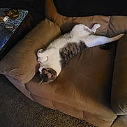 Sammy joined the competition — help win amazing prizes! cat, animal, pet, feline, relaxed, sleeping, armchair, furniture, indoor, brown, carpet, cozy, resting, cute, domestic, living_room, comfort, household, tabby, whiskers