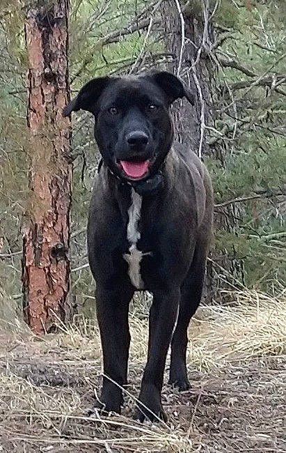 Charlie is registered to the contest to win money with this photo: borador, canidae, carnivore, collar, companion_dog, dog, dog_breed, dog_collar, fawn, guard_dog, gun_dog, hunting_dog, non_sporting_group, plant, snout, sporting_group, terrestrial_animal, tree, whiskers, working_animal