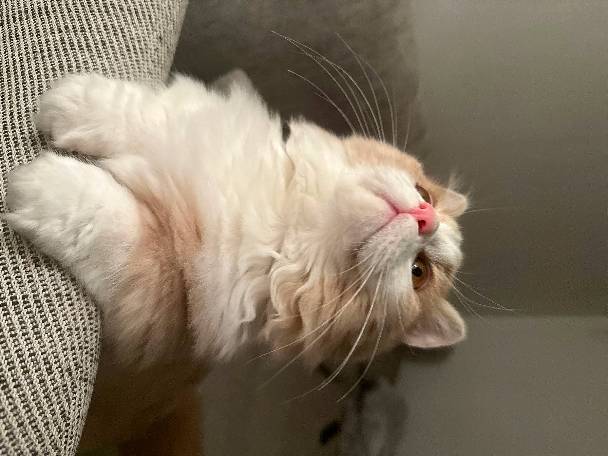 Milo a rejoint le concours — aidez-le/la à gagner de superbes lots ! carnivore, cat, claw, comfort, felidae, fur, paw, plant, small_to_medium_sized_cats, snout, tail, whiskers, yawn