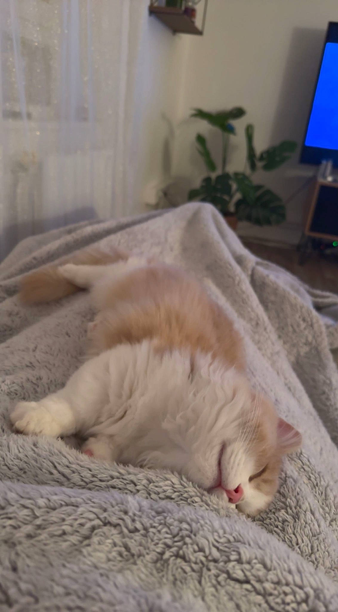 Milo participe au concours pour gagner de l'argent avec cette photo : canidae, carnivore, cat, comfort, companion_dog, dog_breed, fawn, felidae, flooring, fur, houseplant, linens, paw, plant, small_to_medium_sized_cats, snout, tail, television, terrestrial_animal, whiskers