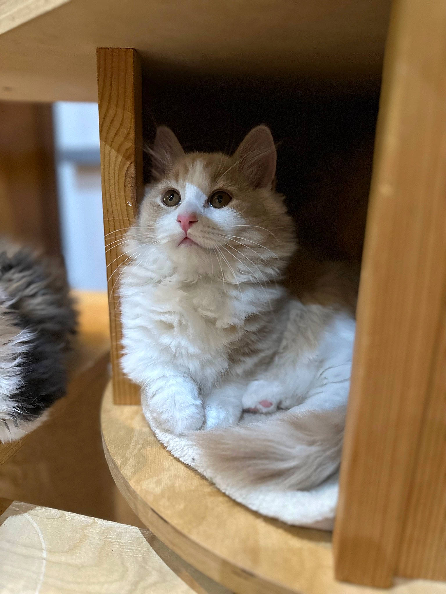 Milo a rejoint le concours — aidez-le/la à gagner de superbes lots ! box, british_longhair, carnivore, cat, cat_supply, comfort, domestic_short_haired_cat, fawn, felidae, flooring, fur, hardwood, paw, pet_supply, small_to_medium_sized_cats, tail, whiskers, window, wood