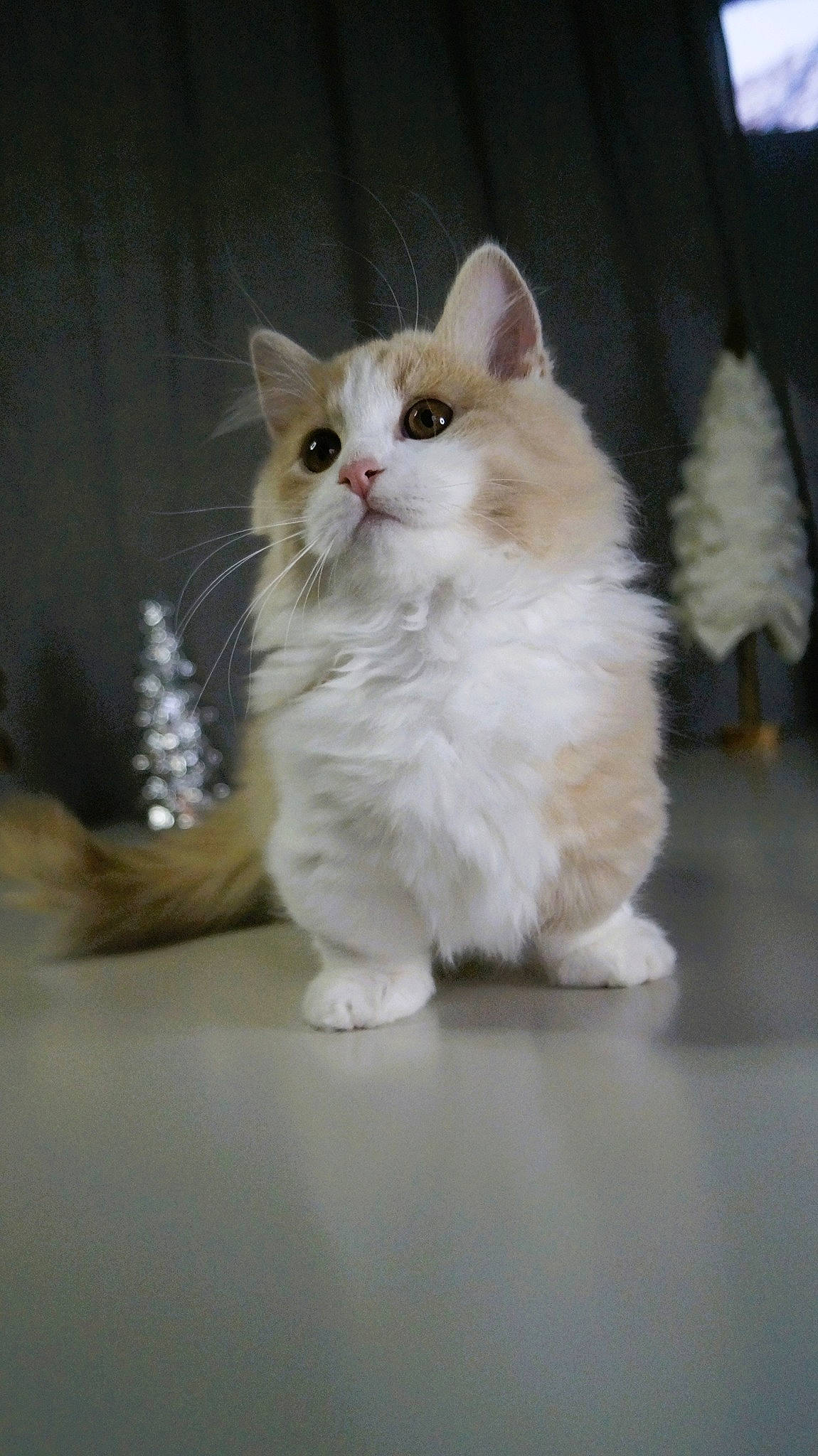 Milo participe au concours pour gagner de l'argent avec cette photo : british_longhair, carnivore, cat, claw, comfort, fawn, felidae, flooring, foot, fur, paw, sitting, small_to_medium_sized_cats, snout, tail, terrestrial_animal, whiskers