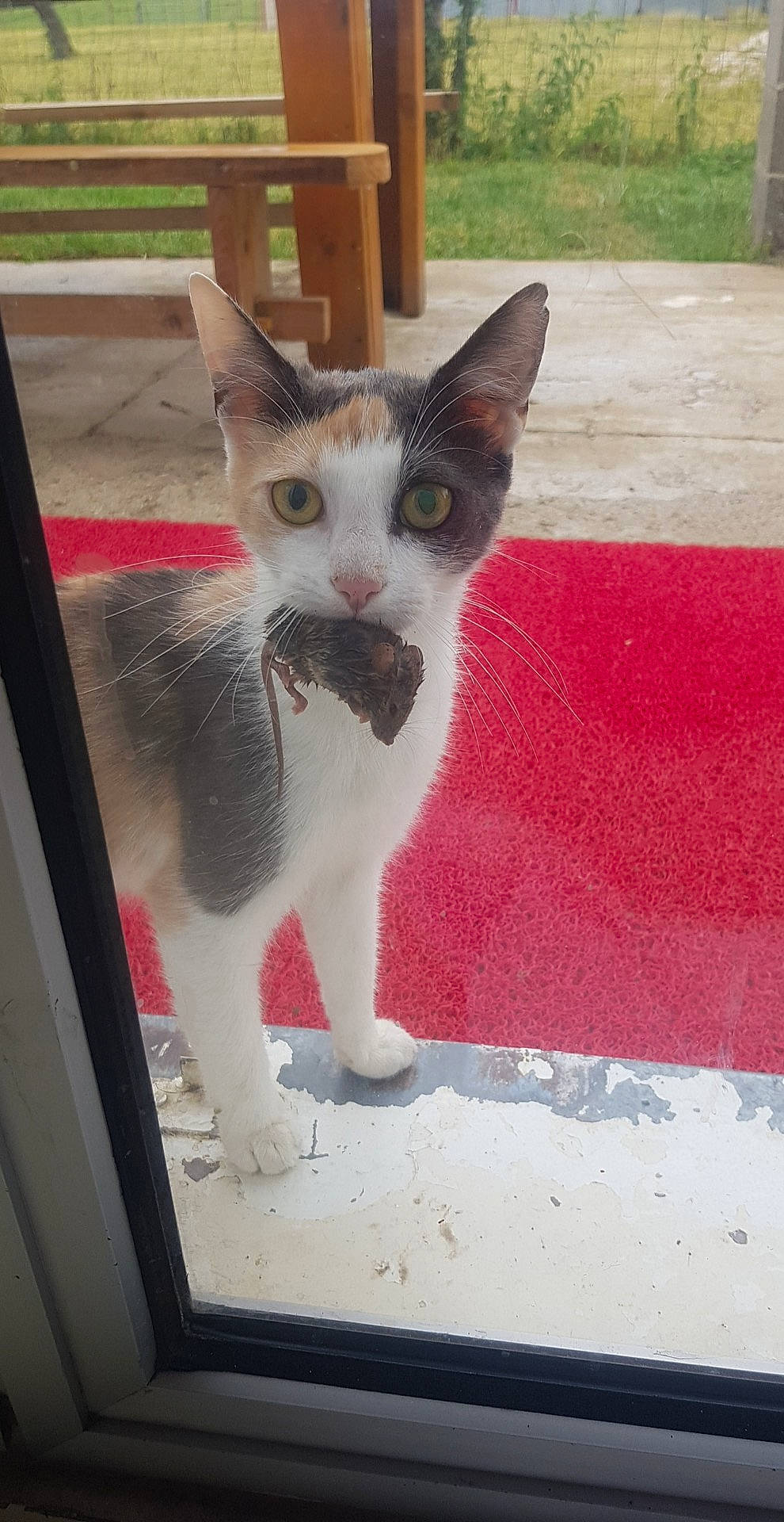 Pandora participe au concours pour gagner de l'argent avec cette photo : art, carnivore, cat, domestic_short_haired_cat, fawn, felidae, fur, line, paw, photo_caption, road_surface, sidewalk, small_to_medium_sized_cats, snout, tail, whiskers