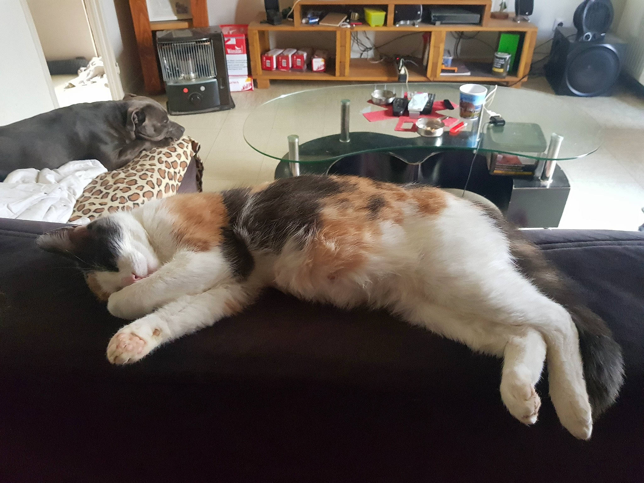 Pandora participe au concours pour gagner de l'argent avec cette photo : bookcase, carnivore, cat, comfort, companion_dog, couch, domestic_short_haired_cat, felidae, fur, furniture, lamp, lap, living_room, room, shelf, shelving, small_to_medium_sized_cats, tail, television, whiskers