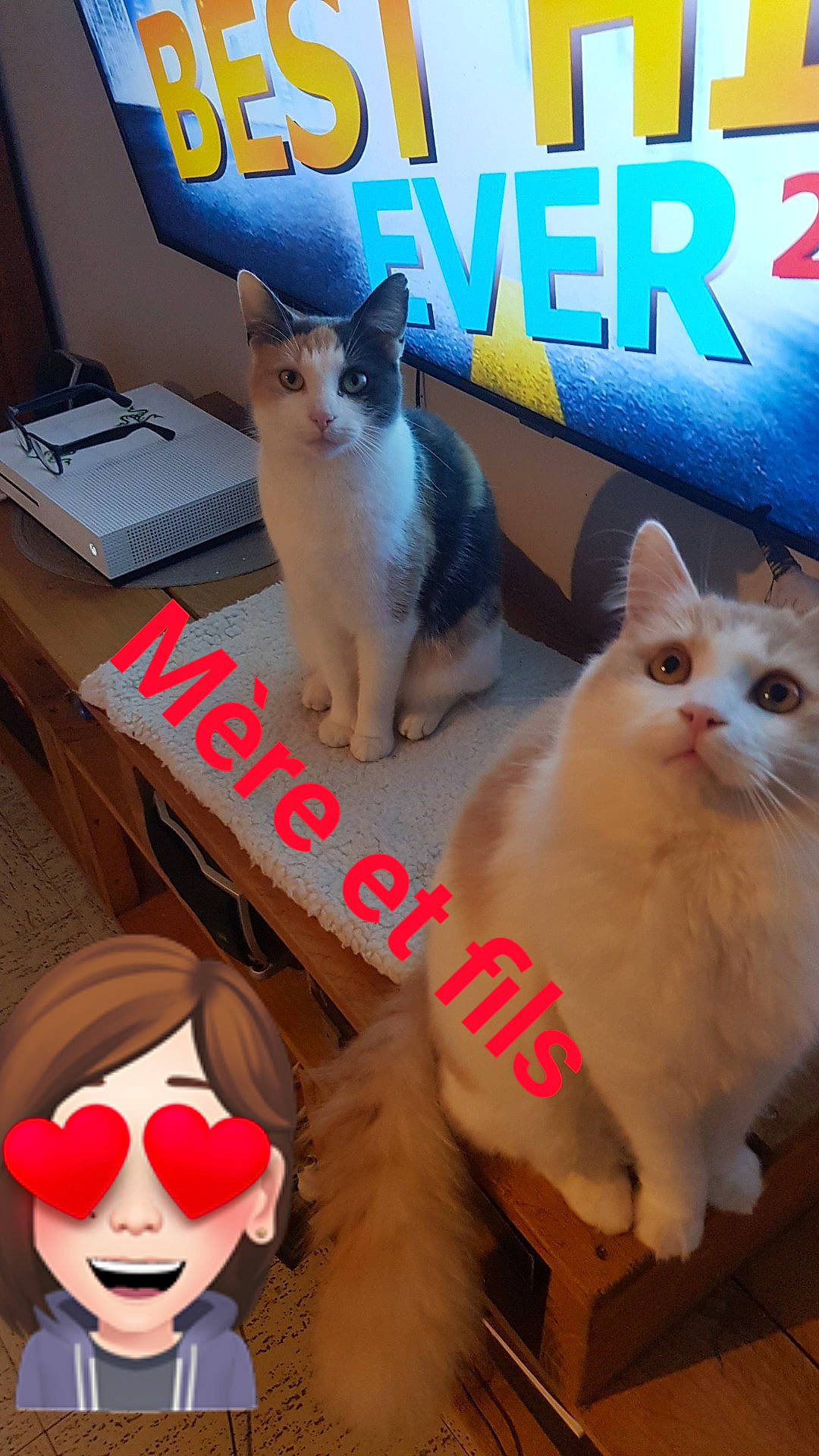 Pandora a rejoint le concours — aidez-le/la à gagner de superbes lots ! carnivore, cat, comfort, computer_keyboard, facial_expression, fawn, felidae, font, fur, happy, office_supplies, paw, pet_supply, photo_caption, small_to_medium_sized_cats, snapshot, snout, tail, whiskers, white