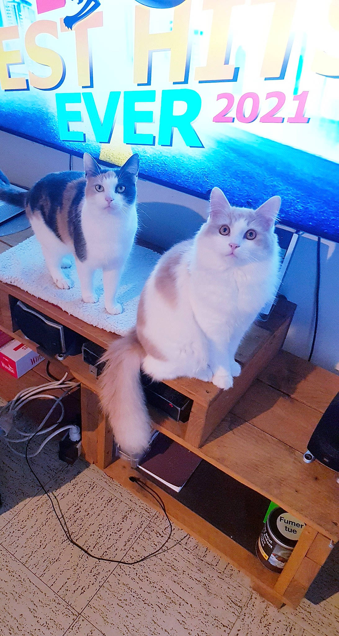 Nino participe au concours pour gagner de l'argent avec cette photo : advertising, blue, carnivore, cat, comfort, felidae, flooring, fur, gas, hardwood, machine, mammal, photo_caption, small_to_medium_sized_cats, table, tail, vertebrate, whiskers, white, wood