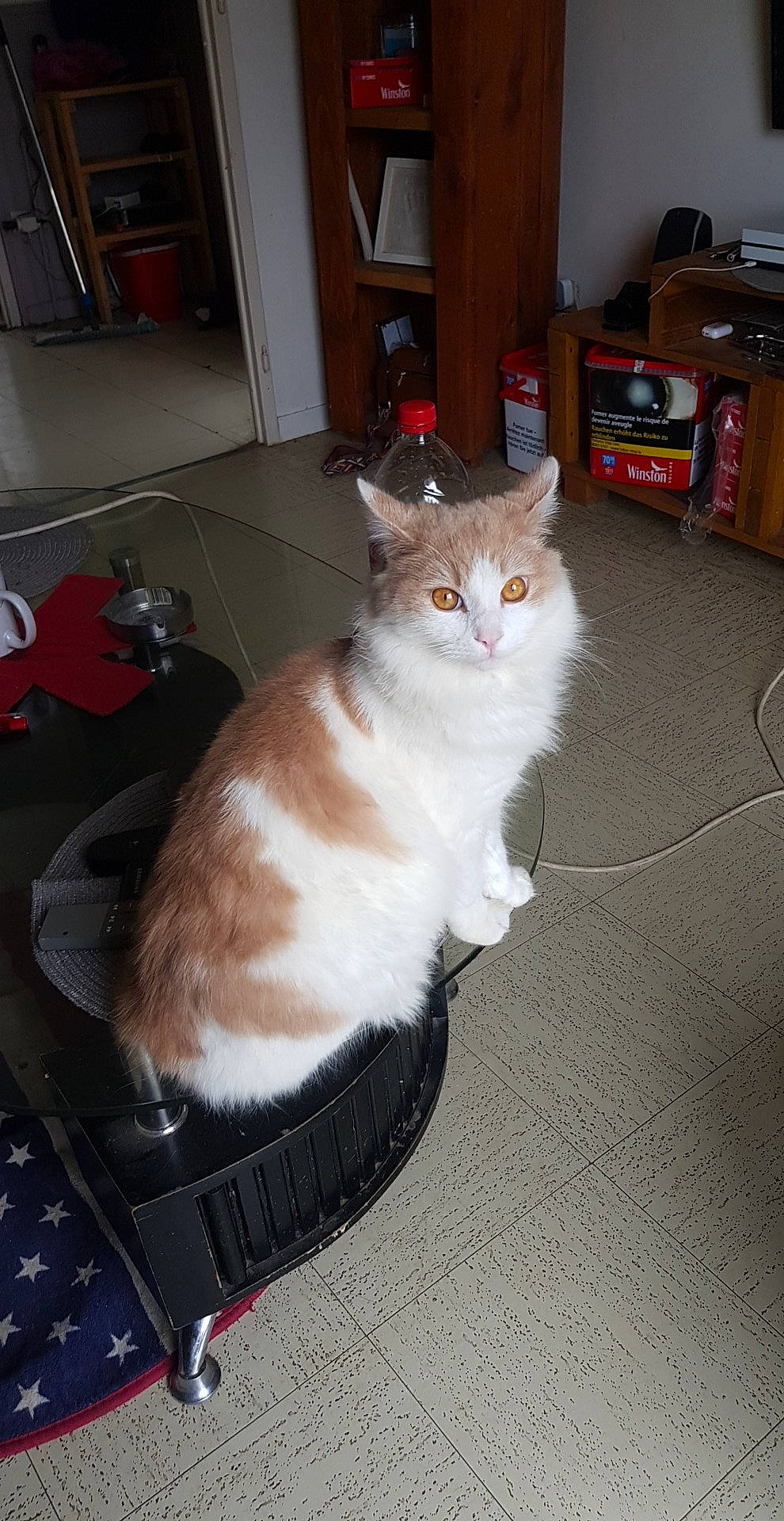 Nino participe au concours pour gagner de l'argent avec cette photo : box, cabinetry, carnivore, cat, domestic_short_haired_cat, fawn, felidae, floor, flooring, fur, hardwood, lap, paw, room, shelf, small_to_medium_sized_cats, snout, tail, whiskers, wood