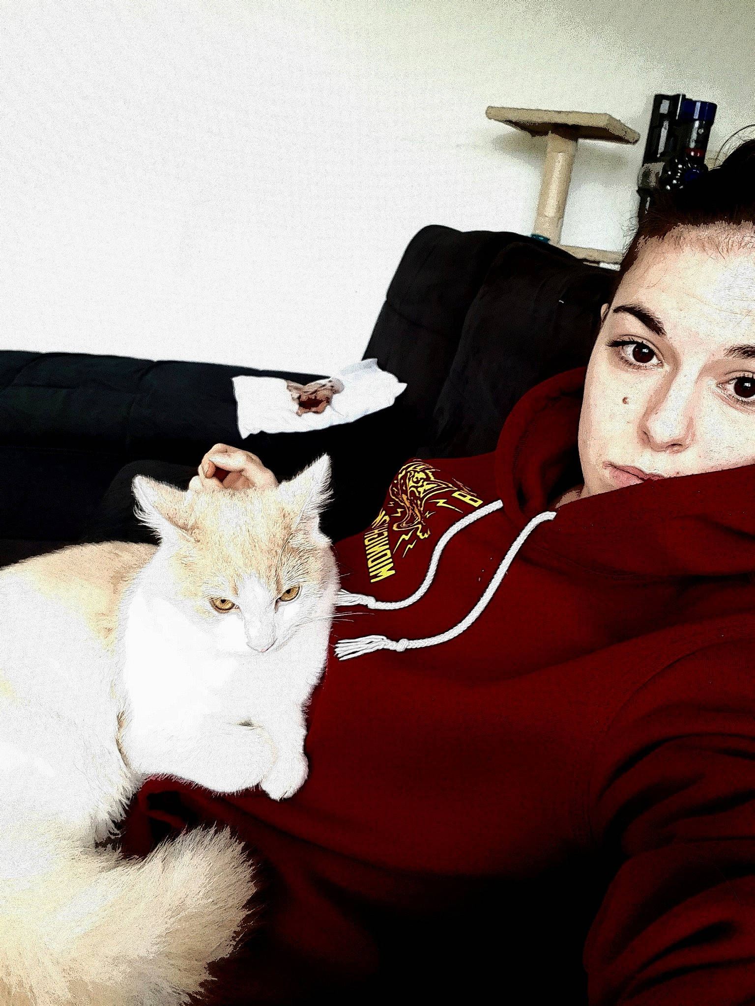 Nino a rejoint le concours — aidez-le/la à gagner de superbes lots ! carnivore, cat, comfort, companion_dog, couch, domestic_short_haired_cat, ear, eyewear, fawn, felidae, flash_photography, formal_wear, fur, happy, lap, organ, sitting, small_to_medium_sized_cats, tail, whiskers