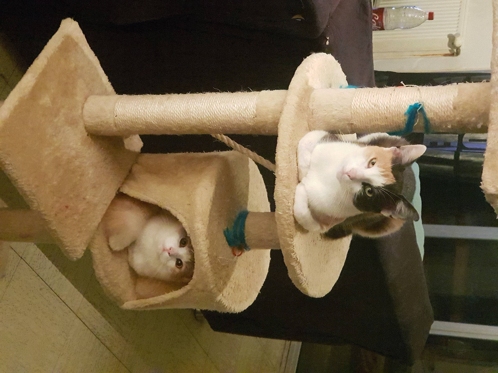 Nino participe au concours pour gagner de l'argent avec cette photo : art, artifact, cardboard, cat, cat_supply, clay, felidae, fur, mammal, metal, plaster, room, sculpture, small_to_medium_sized_cats, statue, tail, tourist_attraction, visual_arts, wood, working_animal