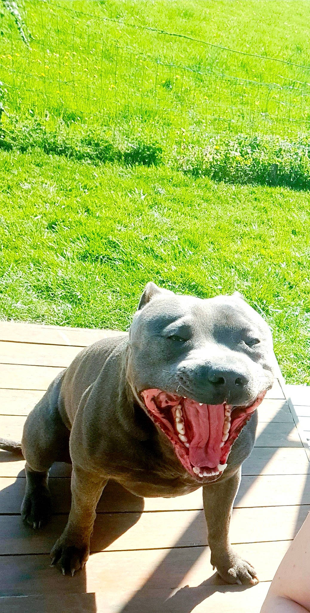 Odyssée participe au concours pour gagner de l'argent avec cette photo : carnivore, collar, companion_dog, dog, dog_breed, fang, fawn, grass, grassland, groundcover, plant, smile, snout, sporting_group, terrestrial_animal, water, whiskers, wildlife, working_animal, yawn