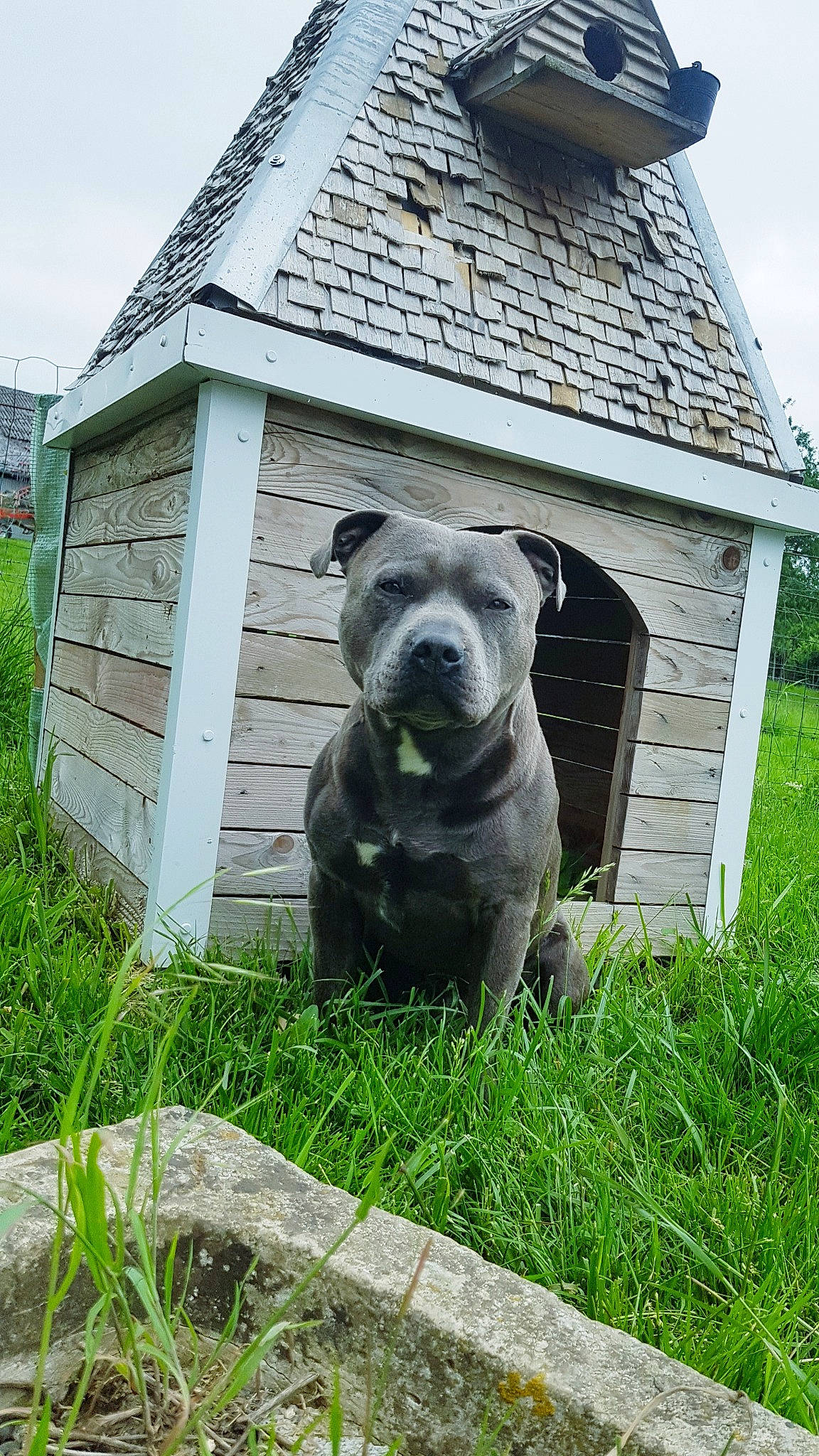 Odyssée a rejoint le concours — aidez-le/la à gagner de superbes lots ! art, carnivore, dog, dog_breed, fawn, grass, grassland, groundcover, lawn, lawn_ornament, mammal, plant, sculpture, sky, snout, statue, terrestrial_animal, vertebrate, wood, working_animal