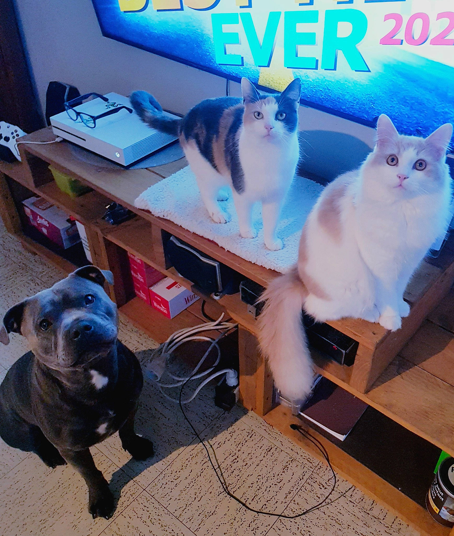 Odyssée a rejoint le concours — aidez-le/la à gagner de superbes lots ! blue, carnivore, cat, comfort, companion_dog, dog, felidae, flooring, fur, gadget, hardwood, lap, mammal, morning, small_to_medium_sized_cats, table, tail, vertebrate, whiskers, working_animal