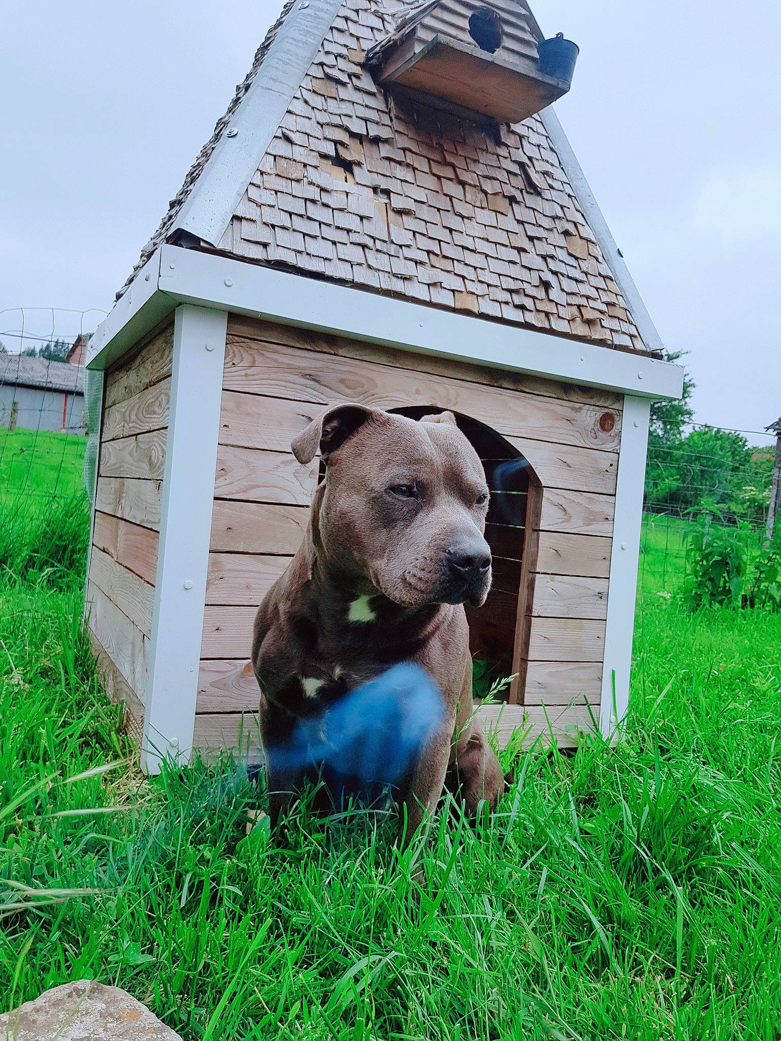 Odyssée participe au concours pour gagner de l'argent avec cette photo : canidae, carnivore, companion_dog, cottage, dog, dog_breed, fawn, grass, grassland, house, lawn, liver, plant, sky, snout, sporting_group, terrestrial_animal, toy, wood, working_animal