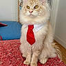 cat, kitten, fluffy, cream_colored, long_hair, collar, red_tie, formalwear, sitting, portrait, indoors, blanket, red_blanket, bedroom, furniture, wood_floor, door, yellow_eyes, whiskers, pet