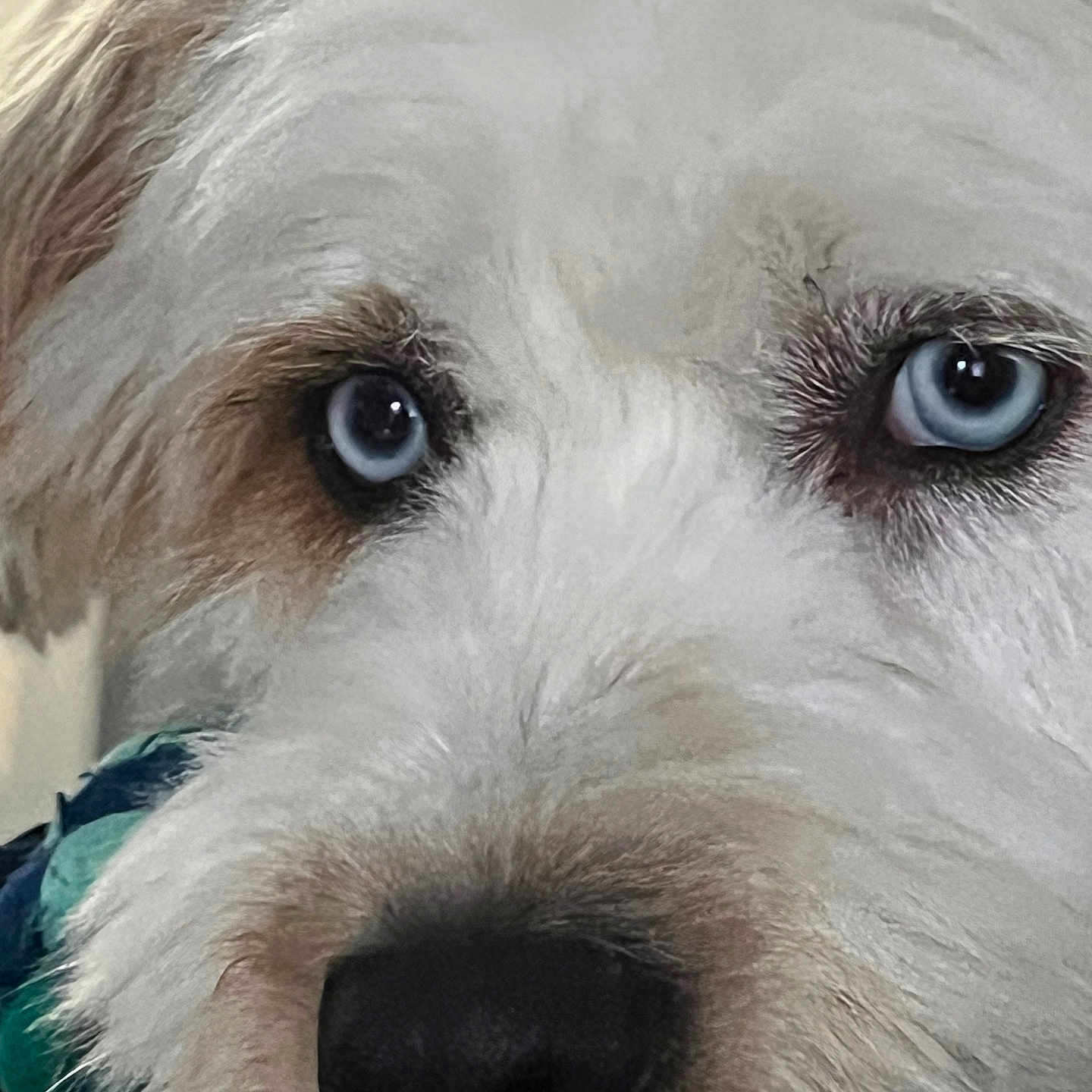 Blue is registered to the contest to win money with this photo: airedale, animal, ball, bison, canine, dog, eskimodog, football, pet, poodle, puppy, snout, soccer, soccerball, sport, terrier, white, whitedog