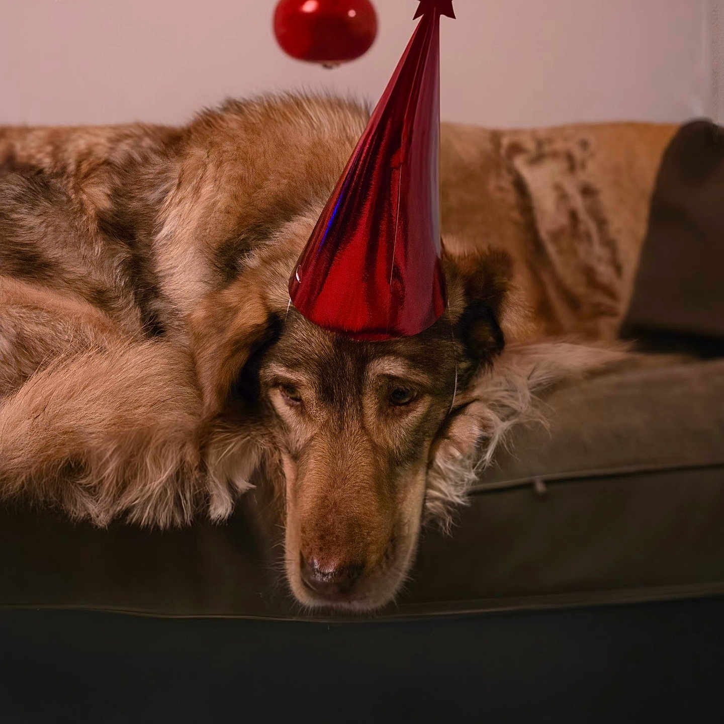 Rocky participe au concours pour gagner de l'argent avec cette photo : animal, architecture, balloon, building, canine, clothing, couch, dog, face, furniture, hat, head, indoors, livingroom, partyhat, people, person, pet, room, sphere