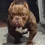 Biggins joined the competition — help win amazing prizes! dog, bulldog, canine, pet, animal, brown_fur, white_chest, wrinkled_face, short_muzzle, floppy_ears, stocky, muscular, standing, walking, indoors, floor, carpet, doorway, portrait, thumbs_up