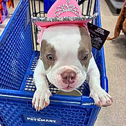 Lumi joined the competition — help win amazing prizes! puppy, dog, pit_bull, pet, shopping_cart, petsmart, pink_hat, princess_hat, costume, tiara, blue_cart, store, pet_store, indoor, portrait, white_fur, brown_patches, wide_eyes,  paws, cute