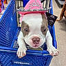 puppy, dog, pit_bull, pet, shopping_cart, petsmart, pink_hat, princess_hat, costume, tiara, blue_cart, store, pet_store, indoor, portrait, white_fur, brown_patches, wide_eyes,  paws, cute