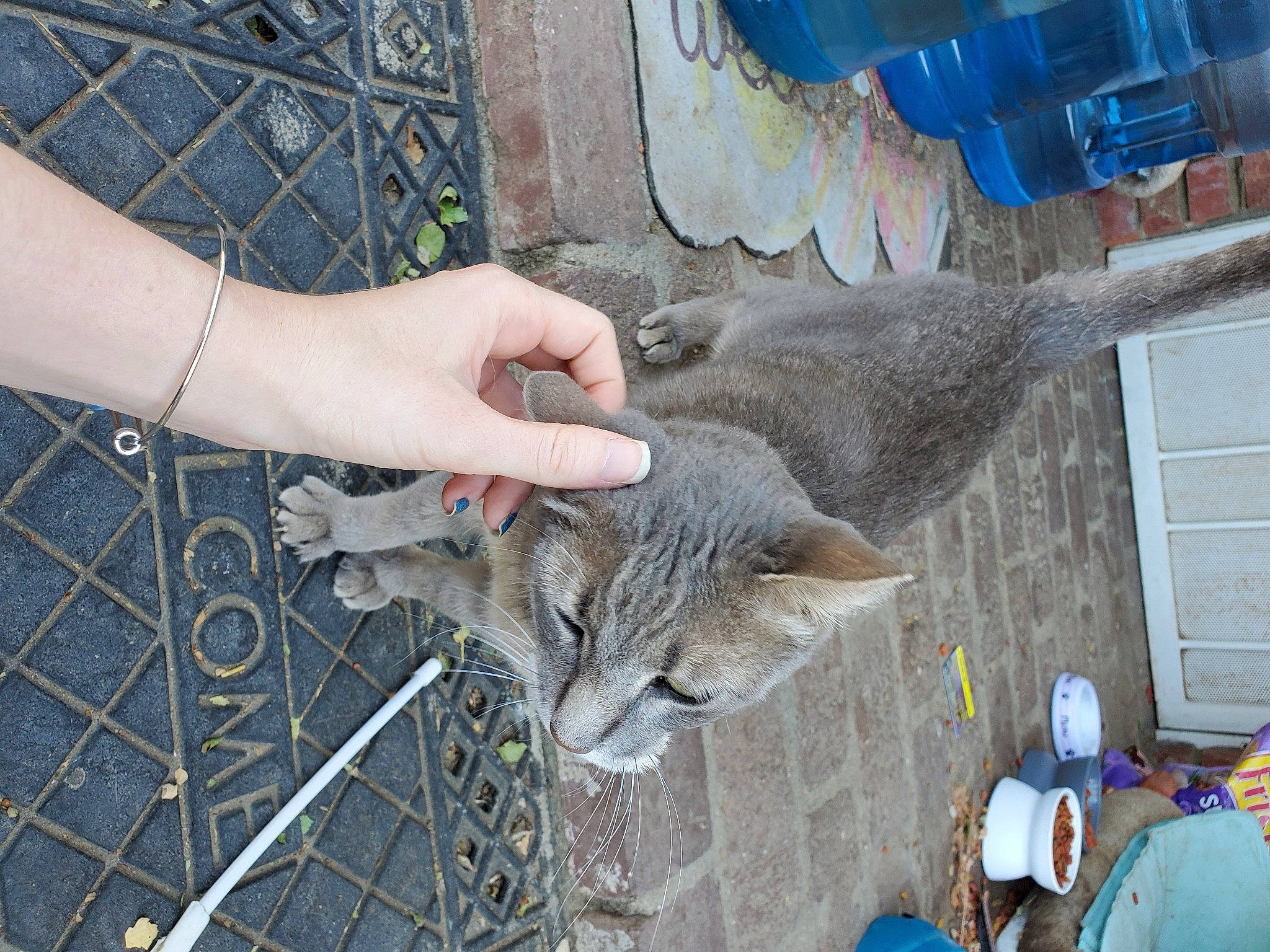 Tigger is registered to the contest to win money with this photo: carnivore, cat, domestic_short_haired_cat, european_shorthair, felidae, russian_blue, sand, small_to_medium_sized_cats, whiskers