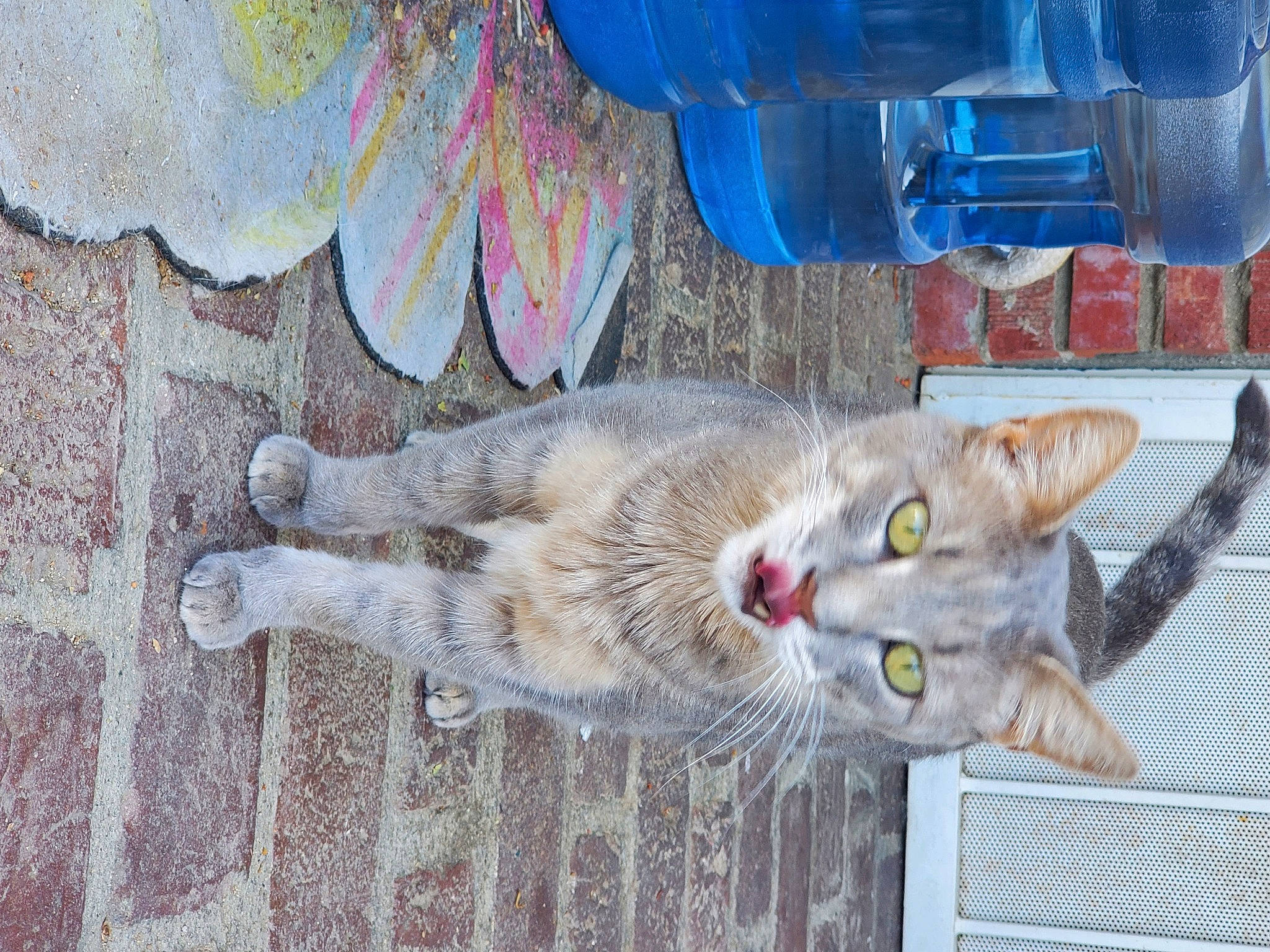 Tigger is registered to the contest to win money with this photo: aegean_cat, carnivore, cat, domestic_short_haired_cat, european_shorthair, fawn, felidae, kitten, small_to_medium_sized_cats, tabby_cat, tail, whiskers, wild_cat