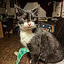 cat, tuxedo_cat, indoor, furniture, couch, curious, pet, whiskers, eyes, fur, domestic_animal, living_room, paws, sitting, cozy, home, blanket, chair, floor, curtain