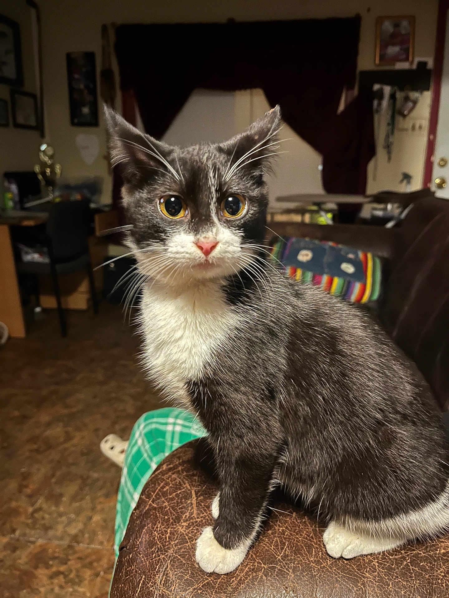 Meatball joined the competition — help win amazing prizes! cat, tuxedo_cat, indoor, furniture, couch, curious, pet, whiskers, eyes, fur, domestic_animal, living_room, paws, sitting, cozy, home, blanket, chair, floor, curtain